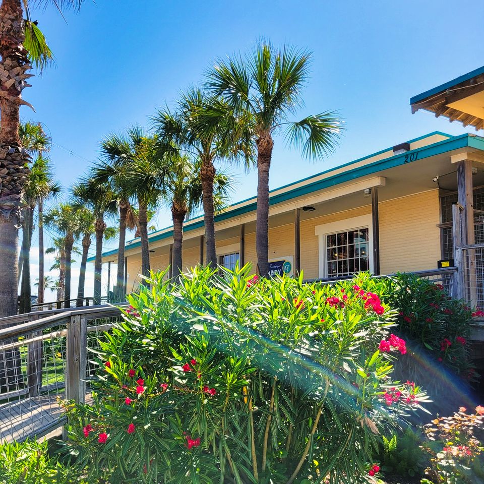 The clubhouse entrance under the palms with oleanders in bloom