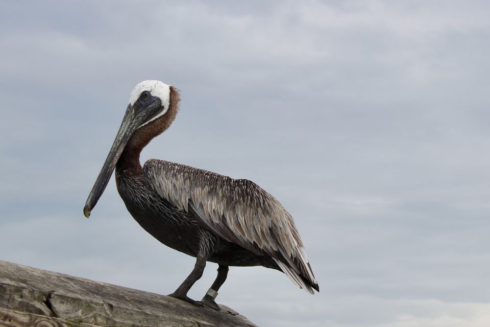 A brown pelican at Seawolf Park, Galveston