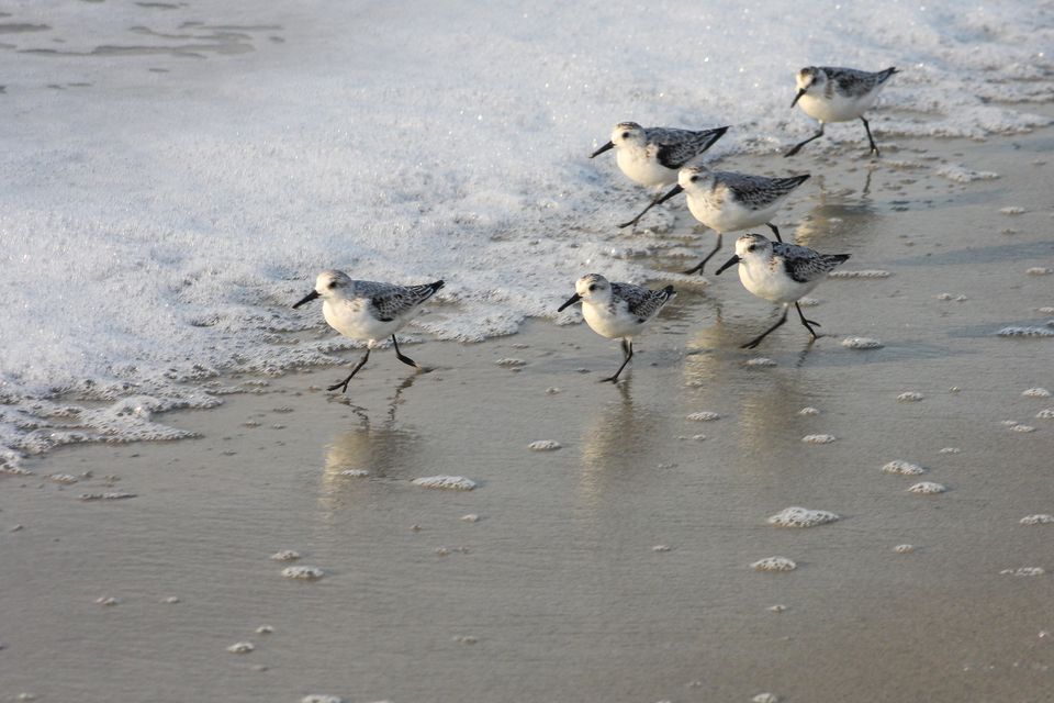 Sanderlings running along the surf line